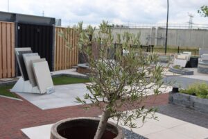 Olijfboom bij het tegelvak in de showtuin van Stepstones in Hengelo